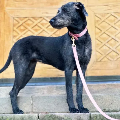 Barkalot Collier pour Chien Rose