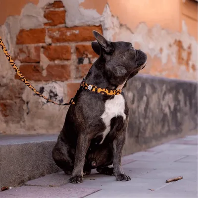 Barkalot Collier pour Chien Leo Barkalot Collier pour Chien Leo