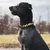 Barkalot Collier pour Chien Leo Barkalot Collier pour Chien Leo