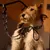Barkalot Collier pour Chien Vache Barkalot Collier pour Chien Vache