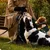 Barkalot Collier pour Chien Vache Barkalot Collier pour Chien Vache