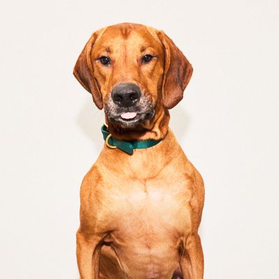 Barkalot Collier de Chien Vert