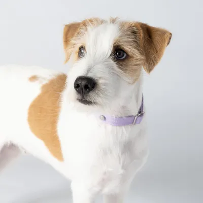 Barkalot Collier pour Chien Lilas Barkalot Collier pour Chien Lilas