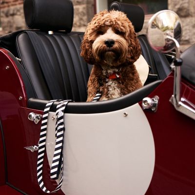 Barkalot Collier pour Chien Zèbre