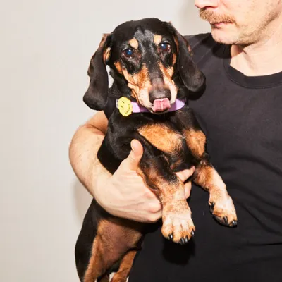 Barkalot Collier pour Chien Lilas