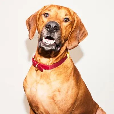 Barkalot Collier pour Chien Bordeaux