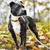 Barkalot Collier pour Chien Leo Barkalot Collier pour Chien Leo