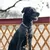 Barkalot Collier pour Chien Leo Barkalot Collier pour Chien Leo