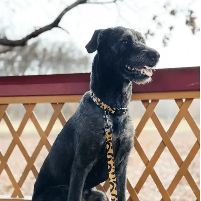Barkalot Collier pour Chien Leo Barkalot Collier pour Chien Leo
