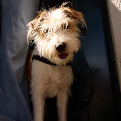 Barkalot Harnais Pour Chien Noir de Poix Barkalot Harnais Pour Chien Noir de Poix