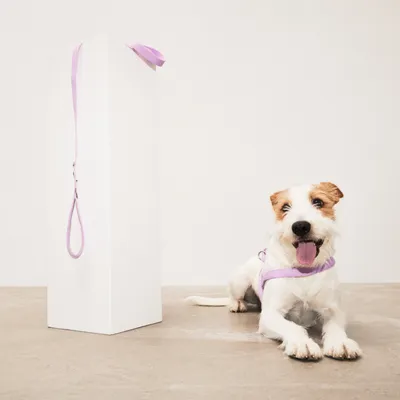 Barkalot Harnais pour Chien Lilas