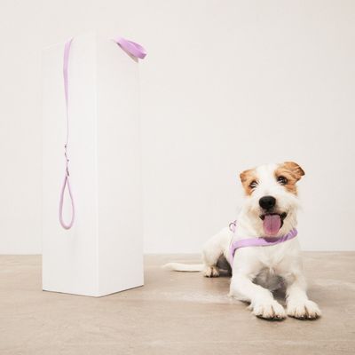 Barkalot Harnais pour Chien Lilas