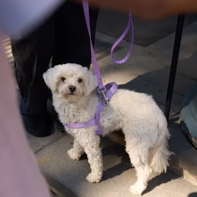 Barkalot Harnais pour Chien Lilas Barkalot Harnais pour Chien Lilas