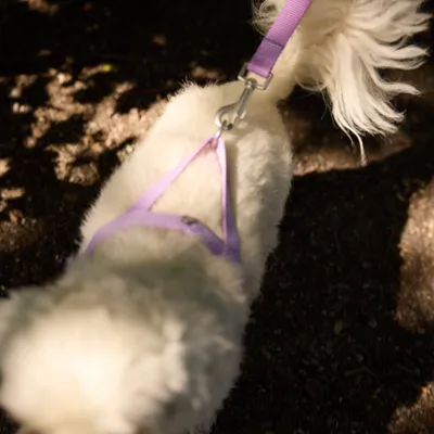 Barkalot Harnais pour Chien Lilas Barkalot Harnais pour Chien Lilas