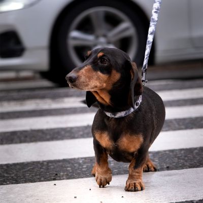 Barkalot Laisse pour chien noire Tie Dye
