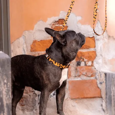 Barkalot Laisse pour chien léopard Barkalot Laisse pour chien léopard
