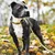 Barkalot Laisse pour chien léopard Barkalot Laisse pour chien léopard