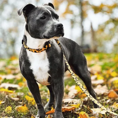 Barkalot Laisse pour chien léopard Barkalot Laisse pour chien léopard