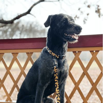 Barkalot Laisse pour chien léopard