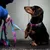 Barkalot Laisse multi-chien tie-dye Barkalot Laisse multi-chien tie-dye