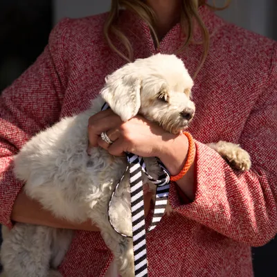 Barkalot Laisse pour chien zèbre