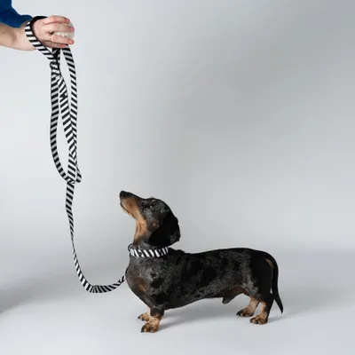 Barkalot Laisse pour chien zèbre