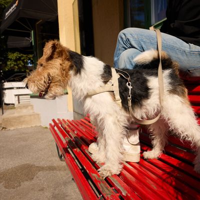 Barkalot Laisse pour chien de sable