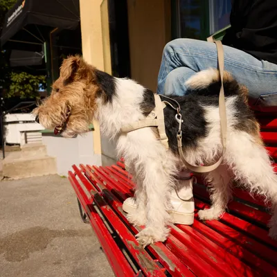 Barkalot Laisse pour chien de sable