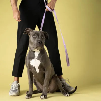 Barkalot Laisse pour chien lilas Barkalot Laisse pour chien lilas