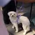 Barkalot Laisse pour chien lilas Barkalot Laisse pour chien lilas
