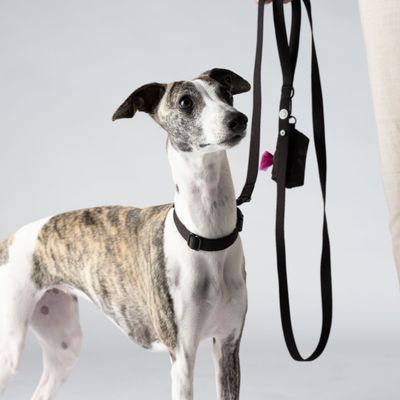 Barkalot Laisse pour chien Noir