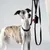 Barkalot Laisse pour chien Noir