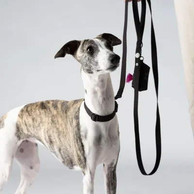 Barkalot Laisse pour chien Noir