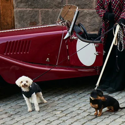 Barkalot Laisse pour chien Noir