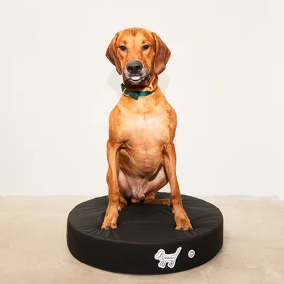 Barkalot Lit pour chien en PVC recyclé noir