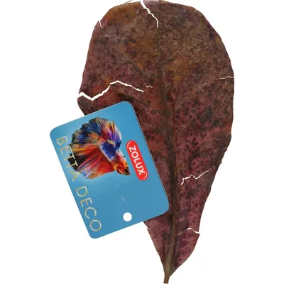 Catappa lot de 14 feuilles de badamier de plus de 20 cm