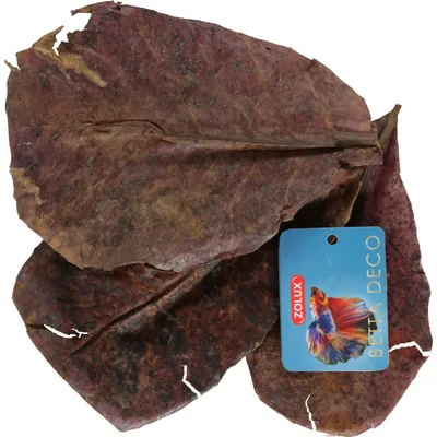 Catappa lot de 14 feuilles de badamier de plus de 20 cm