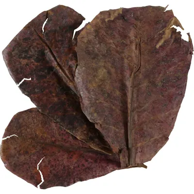 Catappa lot de 14 feuilles de badamier de plus de 20 cm