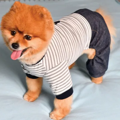 DOOGY FASHION Combi Gaulty pour chien