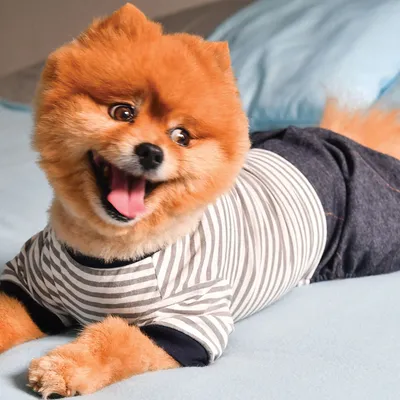 DOOGY FASHION Combi Gaulty pour chien