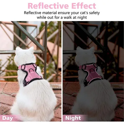 Ensemble harnais et laisse pour chat
