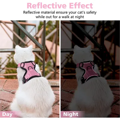 Ensemble harnais et laisse pour chat - XS