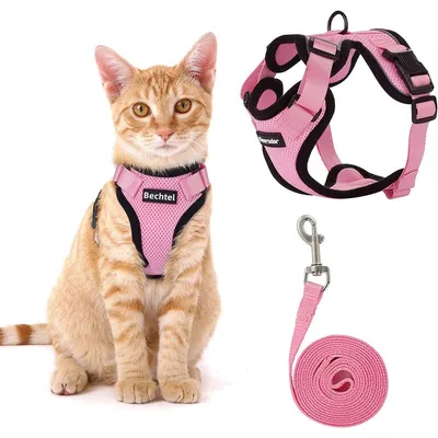 Ensemble harnais et laisse pour chat - XS