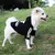 MCBOSON Abrigo para perro con capucha, suéter para chihuahua, perro pequeño MCBOSON Abrigo para perro con capucha, suéter para chihuahua, perro pequeño