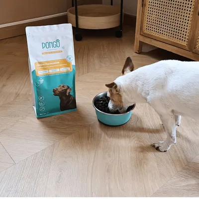 Pongo - Croquettes aux Insectes Sans Céréales pour Chien