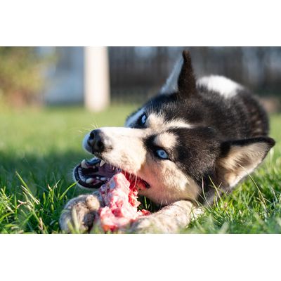 Carnilove - Croquettes Sans Céréales Agneau & Sanglier pour Chien