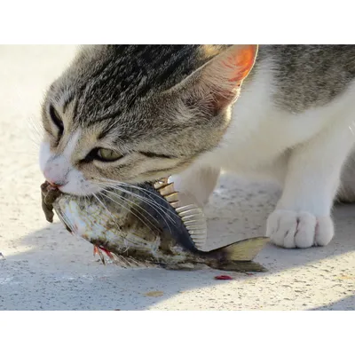 Carnilove - Croquettes Sans Céréales True Fresh au Poisson pour Chat 1.8kg