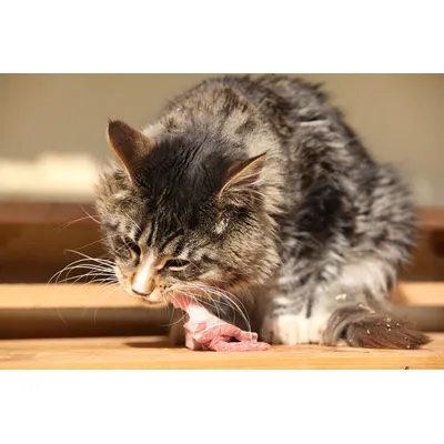 Carnilove - Croquettes Sans Céréales True Fresh au Poulet pour Chat 1.8kg