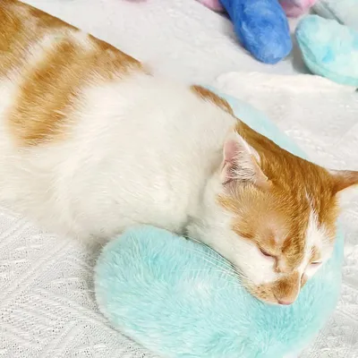 MCBOSON Katzenbett-Kissen-Spielzeug