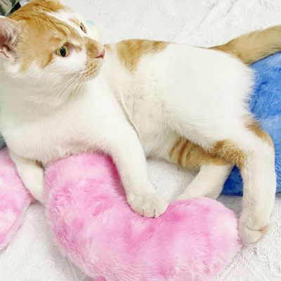 MCBOSON Jouets pour coussins de lit pour chat